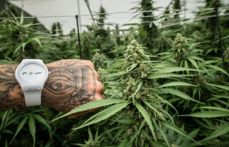 Source Nursery Cannabis Nursery in Humboldt County