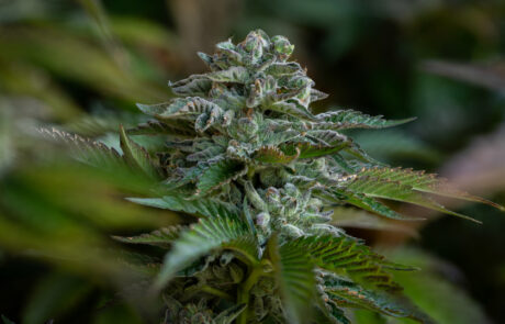 Source Nursery Cannabis Nursery in Humboldt County